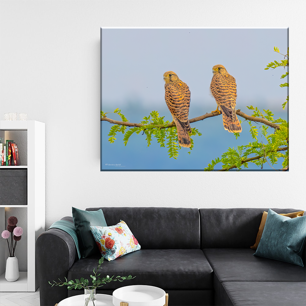 Tablou Canvas - Complicitate în Natură – Tablou cu Eleganța Perechii de Șoimi, by Ovidiu Optik Photography