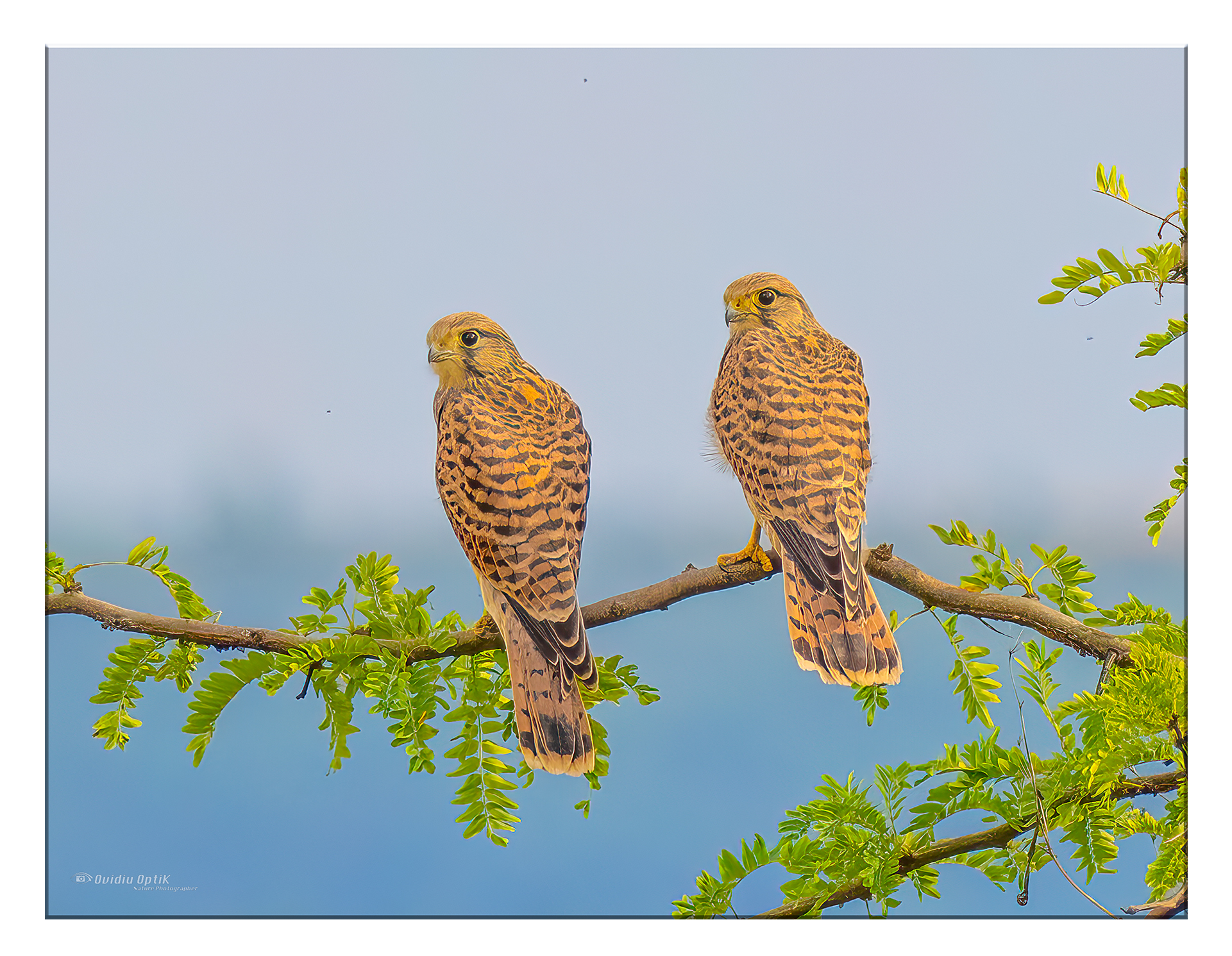 Tablou Canvas - Complicitate în Natură – Tablou cu Eleganța Perechii de Șoimi, by Ovidiu Optik Photography - imagine 2