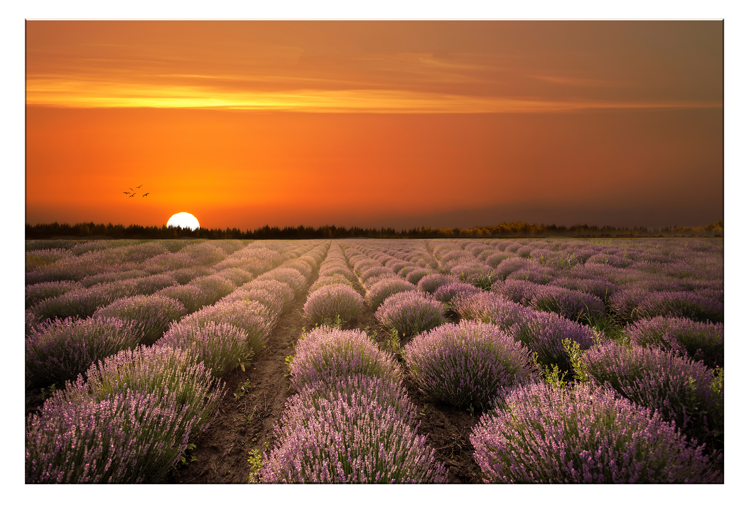 Tablou Canvas - Esenta Calmului – Magia Lavandei la Apus, by Ovidiu Optik Photography - imagine 2