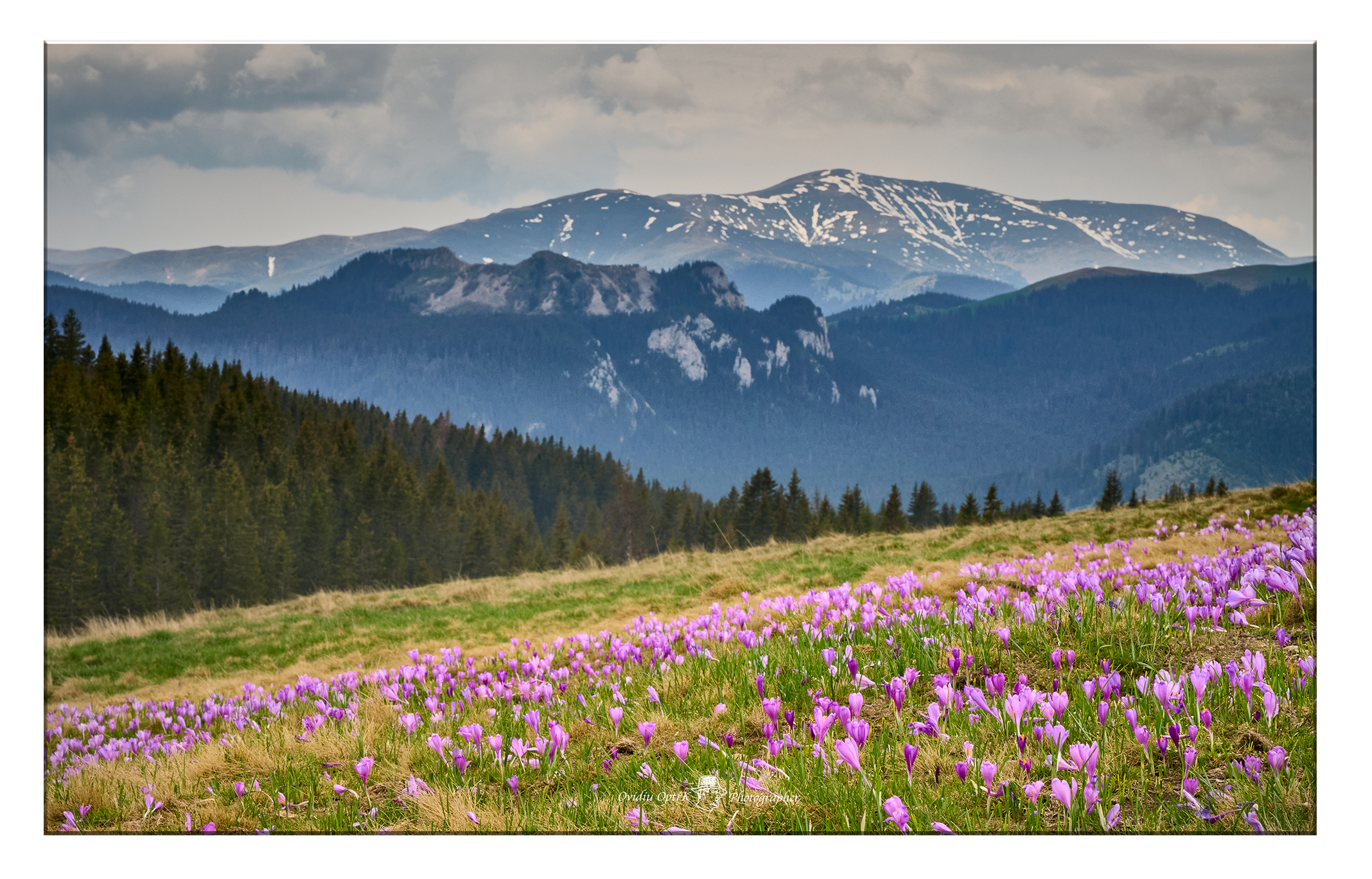 Tablou Canvas - Farmecul Munților – Natura în Floare, by Ovidiu Optik Photography - imagine 2
